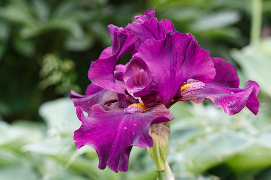 Beautiful purple iris flower with drops of water.