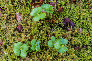 Young Beech Plants on Moss