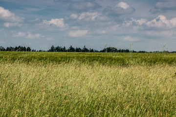 Green meadows