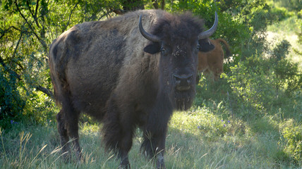 Standing Buffalo