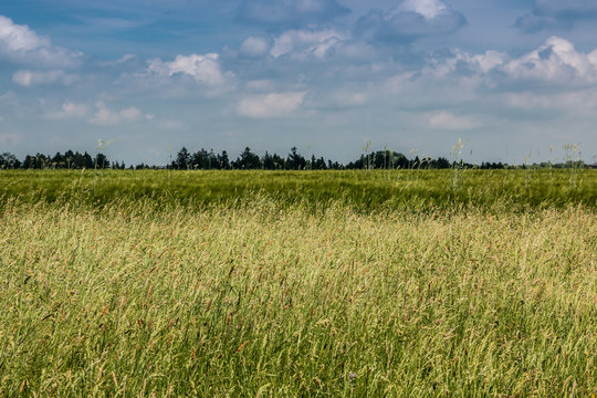 Green meadows