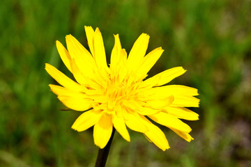 Taraxacum, yellow dandelion bloom
