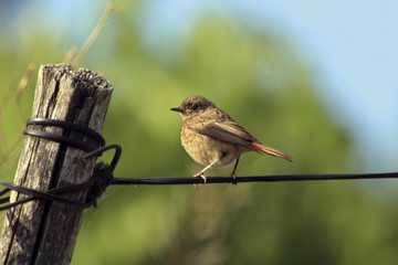 Pollo de colirrojo real, Saiceda, Hurdes, España
