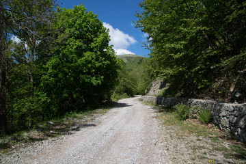 Fototapeta na wymiar Strada forestale verso Monte Cervati, da Sanza, Parco Nazionale del Cilento e Vallo di Diano, primavera