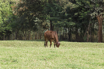 Naklejka premium Cows on a green field in Brazil 