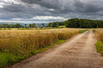 country road track through the fields