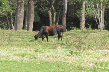 Cows on a green field in Brazil 