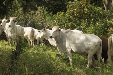 Cows on a green field in Brazil 