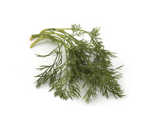 Close up shot of branch of fresh green dill herb leaves isolated on white background