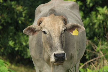 Obraz na płótnie Canvas Cows on a green field in Brazil 