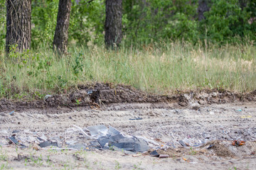Ecological catastrophe. Forest road polluted with plastic and hard garbage