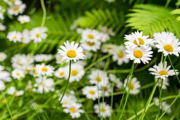 Fototapeta na wymiar Chamomile flowers meadow in a green garden