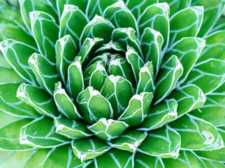 Fototapeta premium 熱帯植物