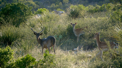 Chocolate Fallow Deer