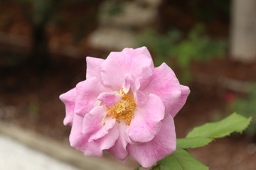 Small Pink Rose in a rose Garden 