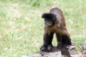Geoffroy's Spider Monkey