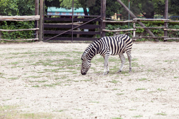 The Zebra stands in the sand on a sunny day