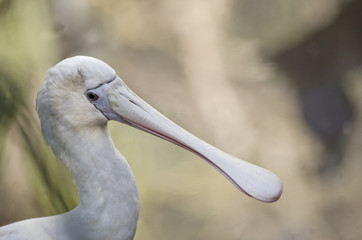 yellow spoonbill