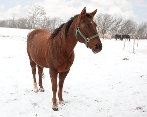 Portrait of a brown horse stood in a snowy countryside field, winter scene.