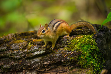 A chipmunk on rotted tree trunk with moss in the forest 