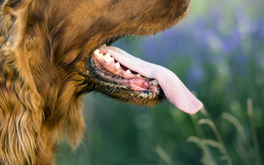 Dog tongue - panting Irish Setter in a hot Summer