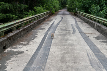Obraz premium Chihuahua Running Home On Bridge In Forest