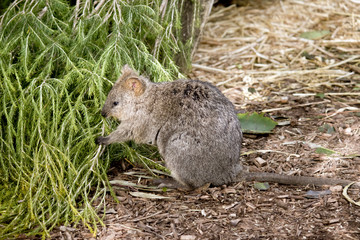the quokka is searching for food