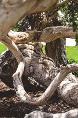 Tree Trunk