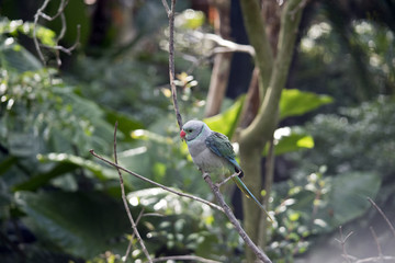 malabar parakeet