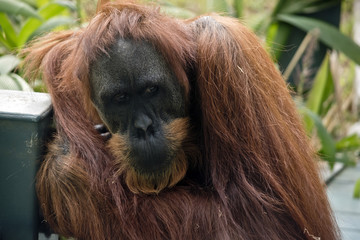 orangutan