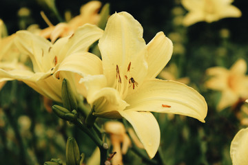 Detail of yellow lily with an insect taking pollen, in a garden with lots of other lilies in the background