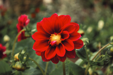 Close up of vibrant red flower in garden