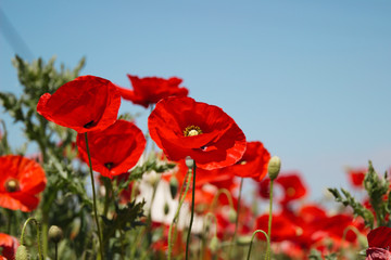 Red poppies in countryside field against blue sky