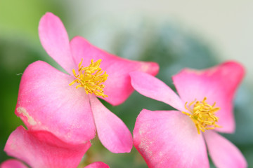 Obraz premium Close up of a begonia flower. Detail on its yellow stamen and pink petals