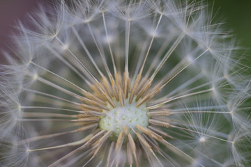 Close up shot of the seeds of a dandelion