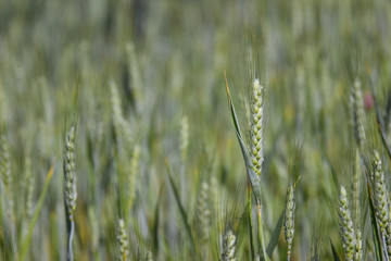 Fototapeta premium Detail of barley in green crop field in spring