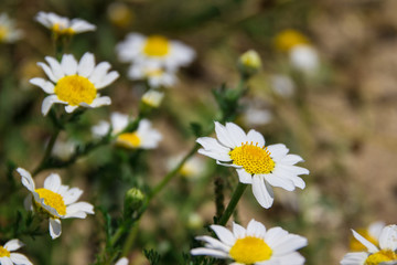 Detail of a daisy in a grass field full of daisies