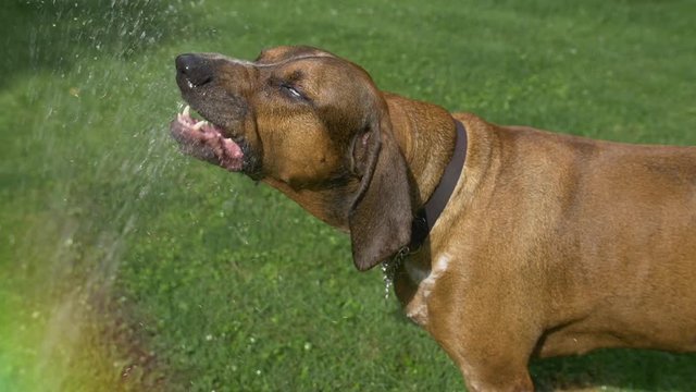 A large domesticated coonhound dog drinks from a backyard household hose in slow motion. Shot at 144fps.  	