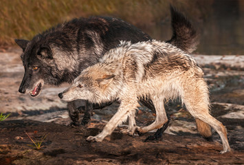 Grey Wolves (Canis lupus) Run Out of River