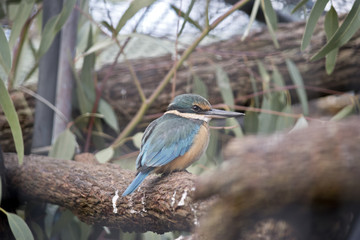 king fisher