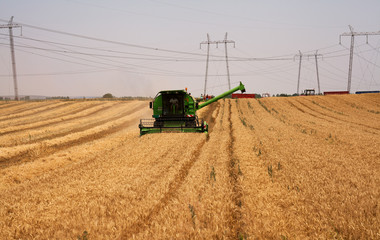 Combine harvester agriculture machine harvesting wheat field, aerial view