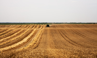 Combine harvester agriculture machine harvesting wheat field, aerial view