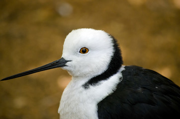 black winged stilt