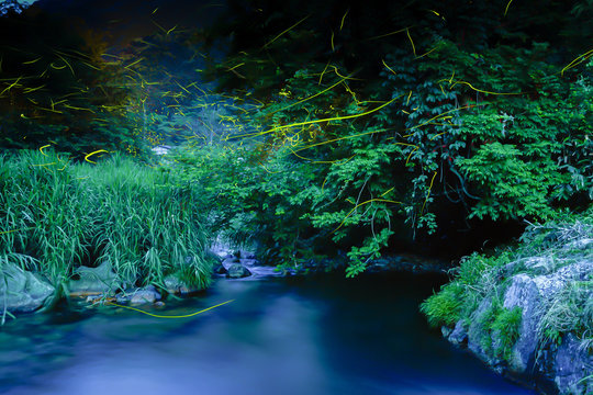 Fireflies dancing in the clear river