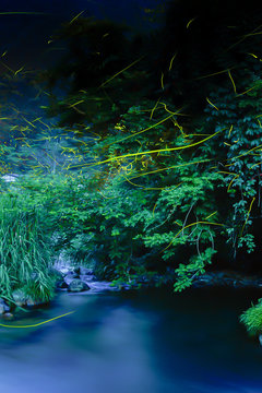 Fireflies dancing in the clear river