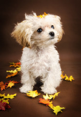 Teacup white poodle with fall background and coal black eyes and nose and apricot ears looking up....