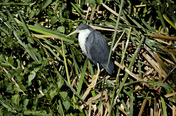 pied heron