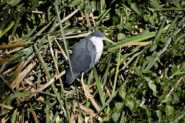 pied heron