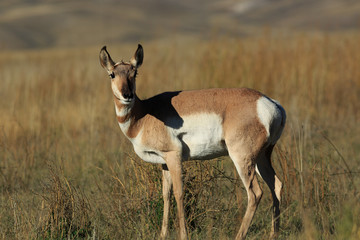 American Antelope