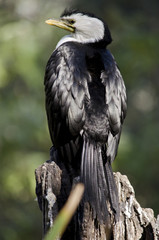 pied cormorant
